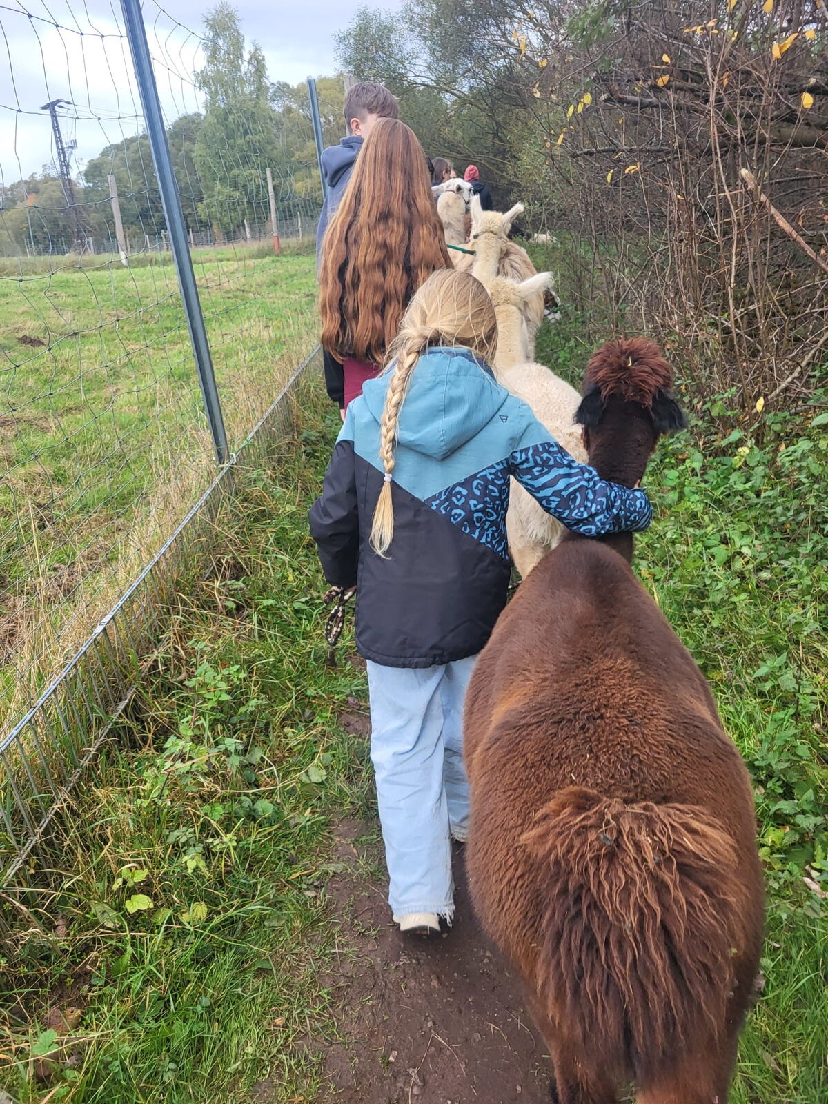 Alpaka und Lama Wanderung in Tambach Dietharz