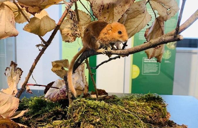 Erlebnisturm mit Aussicht und Ausstellungen © 