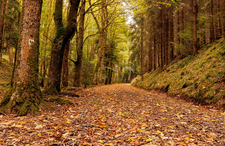 Naturlehrpfad Finsterbergen