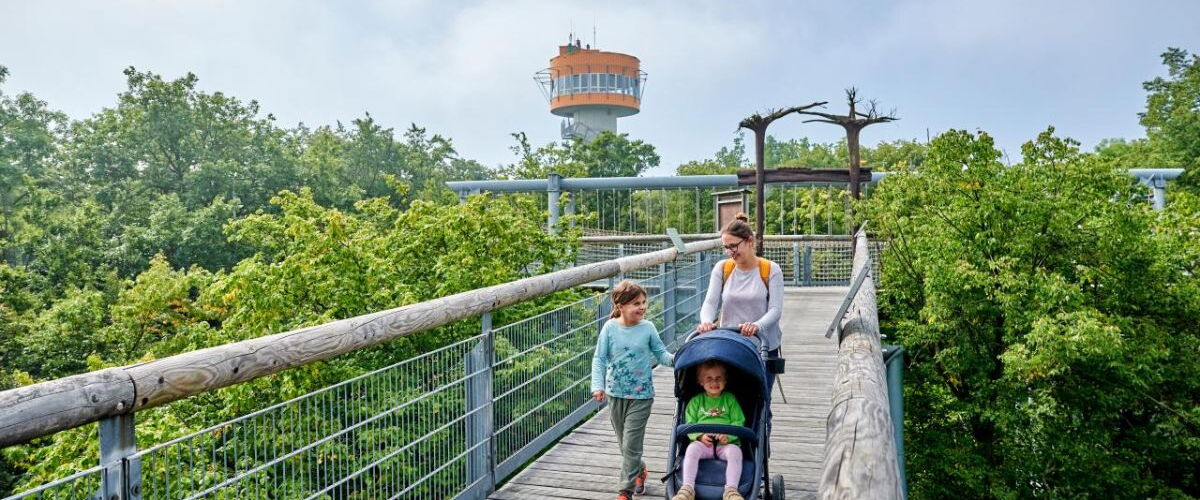 Familie mit Kinderwagen auf dem barrierefreien Baumkronenpfad im Nationalpark Hainich. Im Hintergrund der Aussichtsturm. © Florian Trykowski
