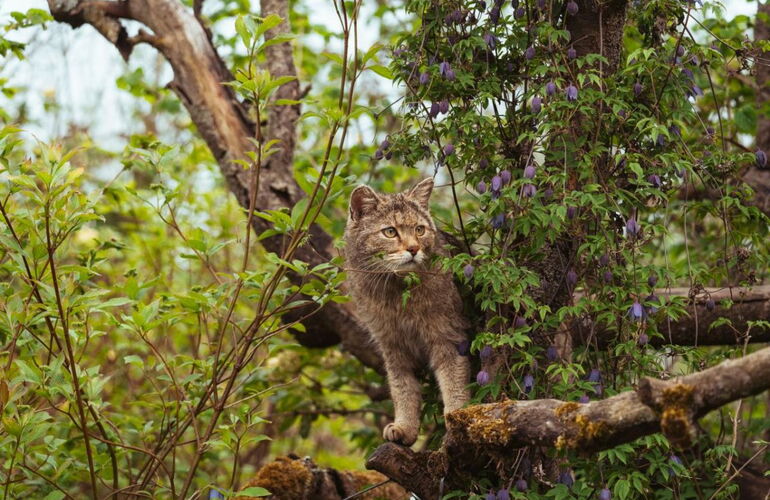 Wildkatze auf der Wildkatzenlichtung im Wildkatzendorf Hütscheroda © Johannes Hulsch